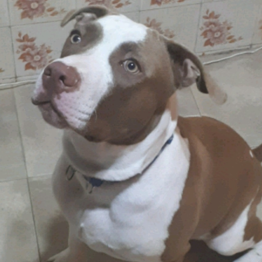 Apolo Jonathan Liporace 