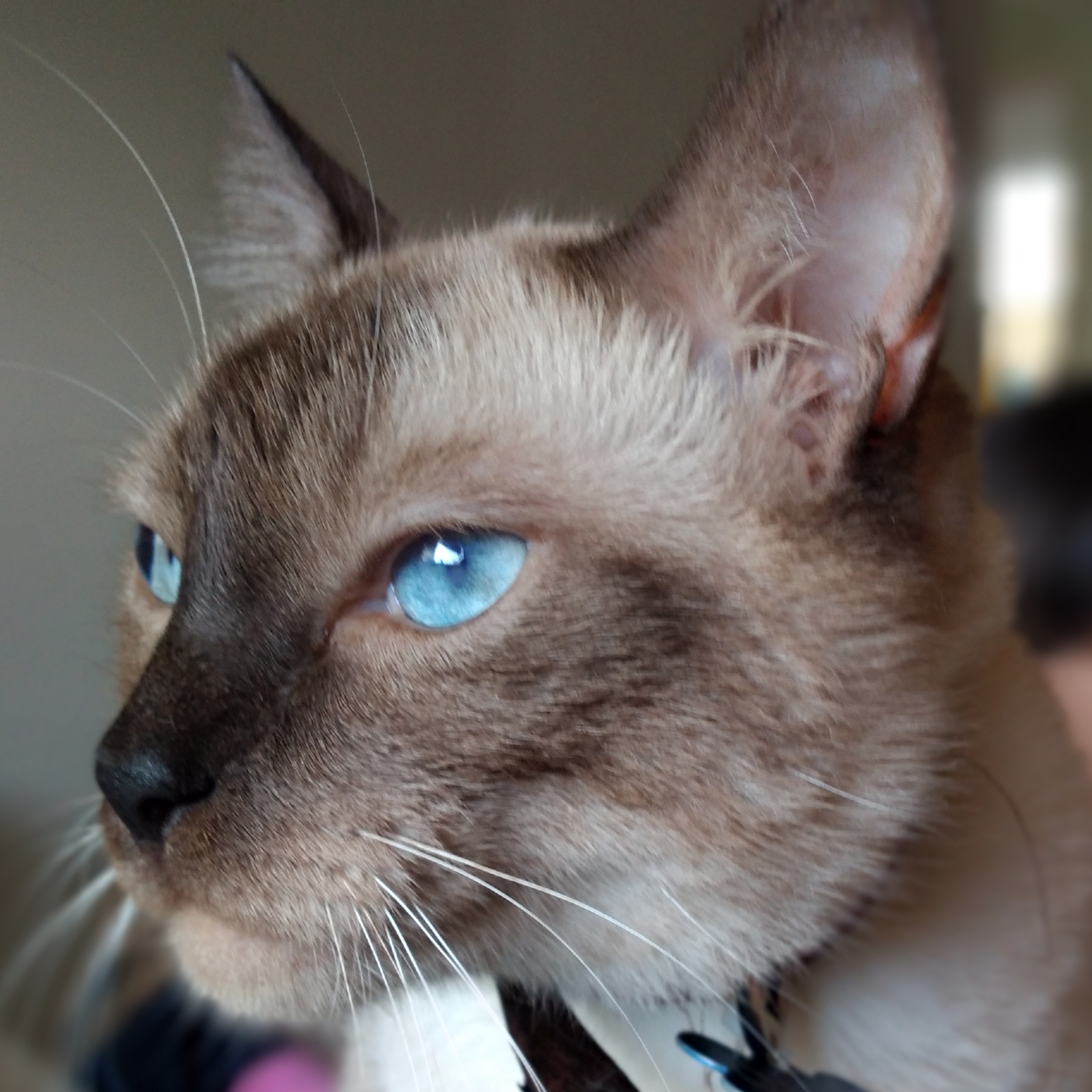 Olavo Clínica Veterinária Jardim Botânico