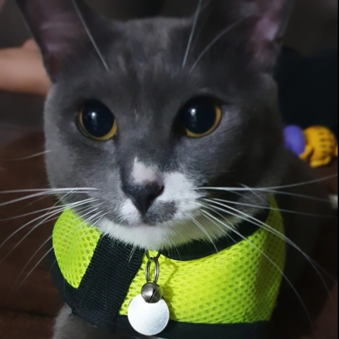 -Gatinha Grey DESIREE ROMERO