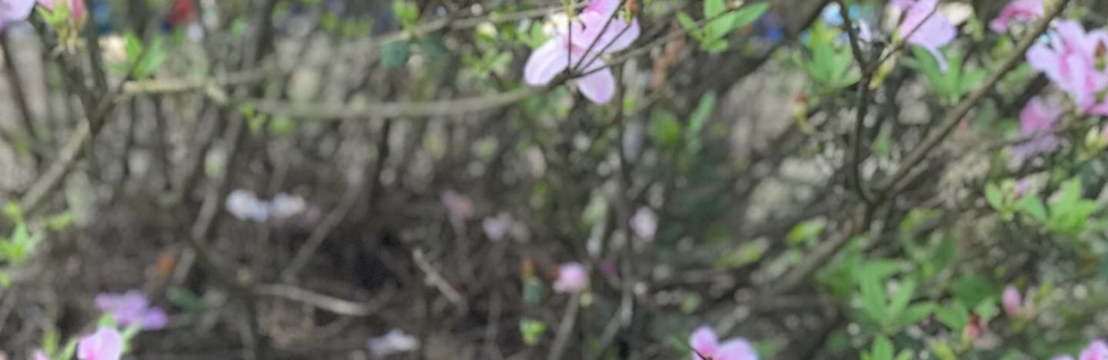 Luna Valle Mariana