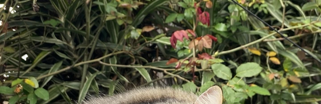 Valentina Luana Nardi 