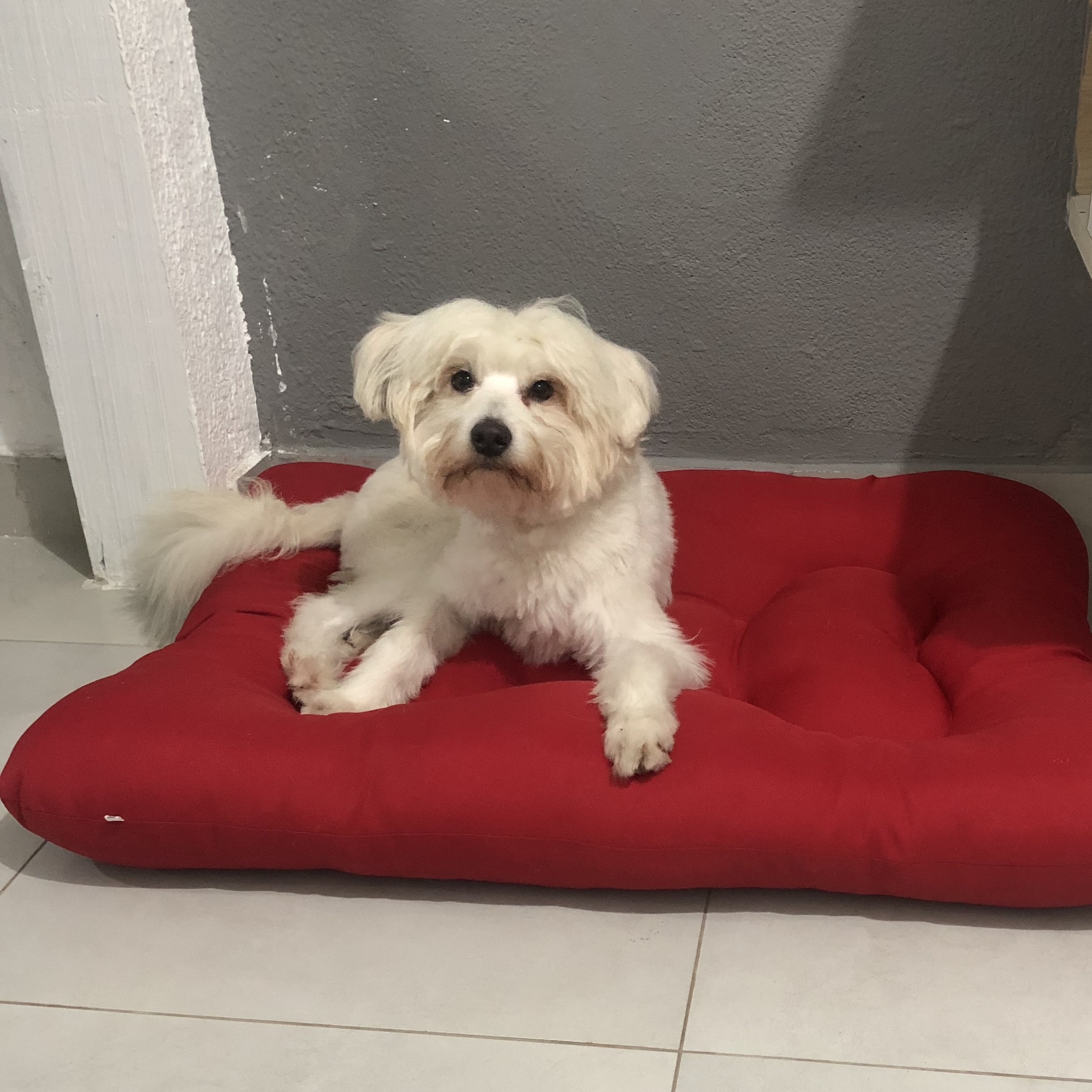 Woody Santos de Castro Lucas de Castro