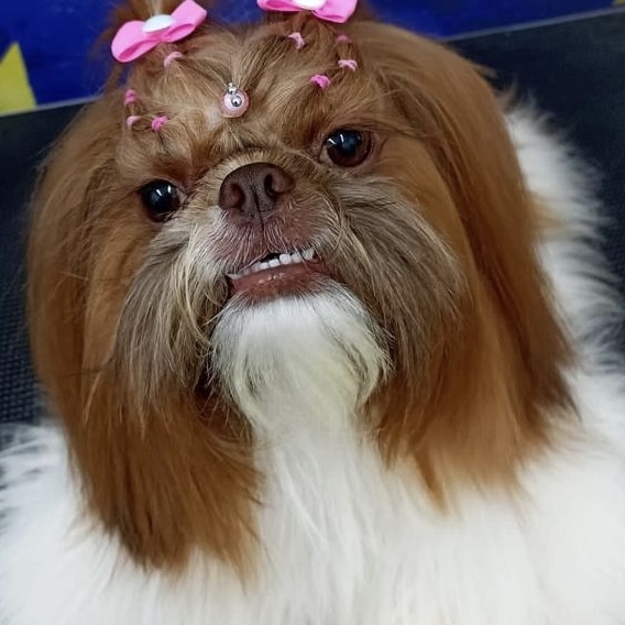 Jhullhy  Silvania Fernandes 