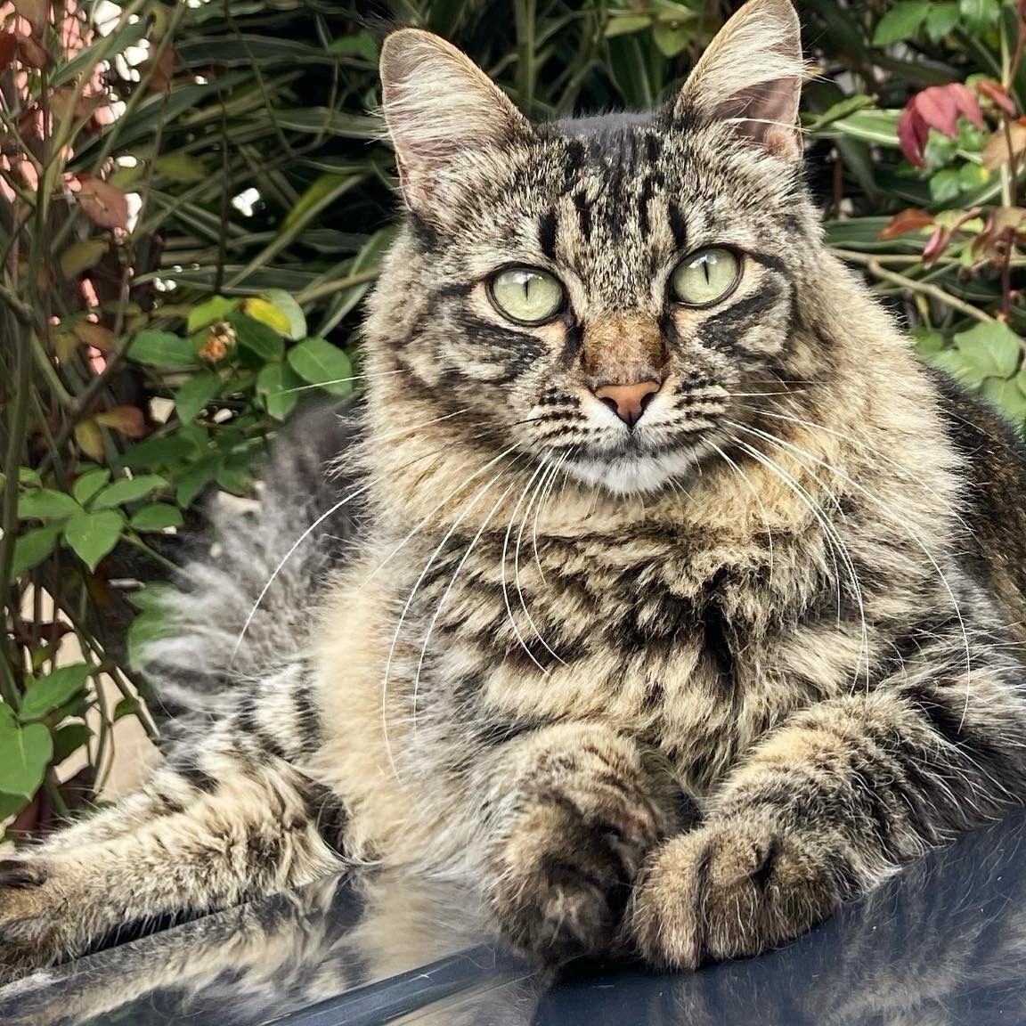 Valentina  Luana Nardi 