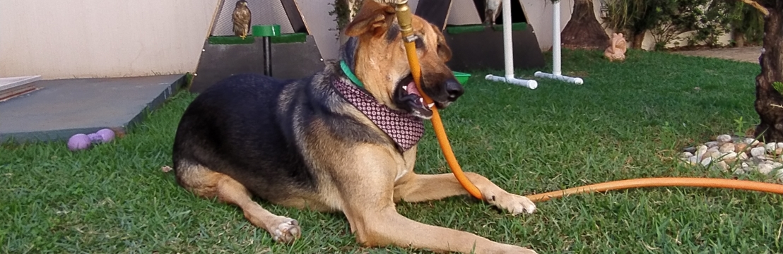 GamoraFabiana Soares Suleiman