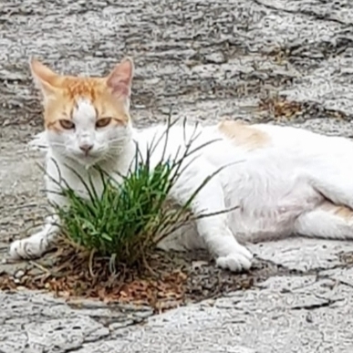 -Gato do muro Vizinhança 