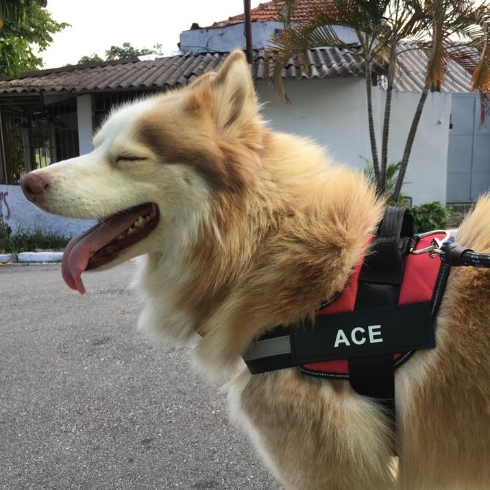 Ace Luciana Terada Nakamura Perkowitsch