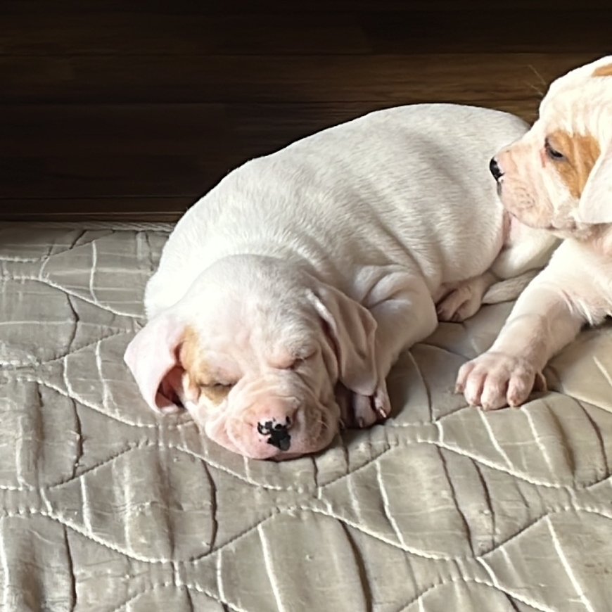 Pirata Rafael Alcides da Silva