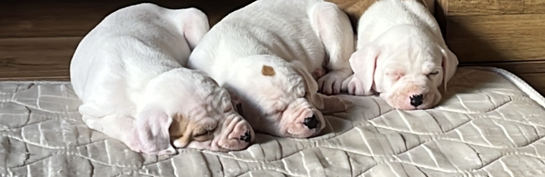 PirataRafael Alcides da Silva