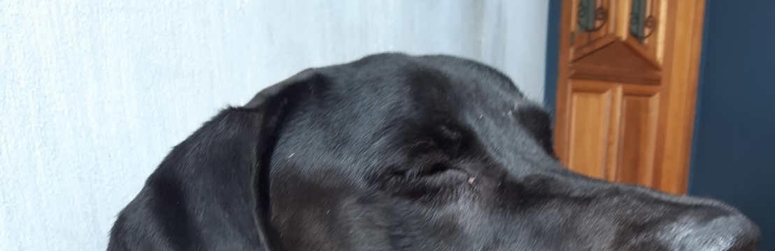 BENEDITO Patr&iacute;cia do Prado Cremasco 