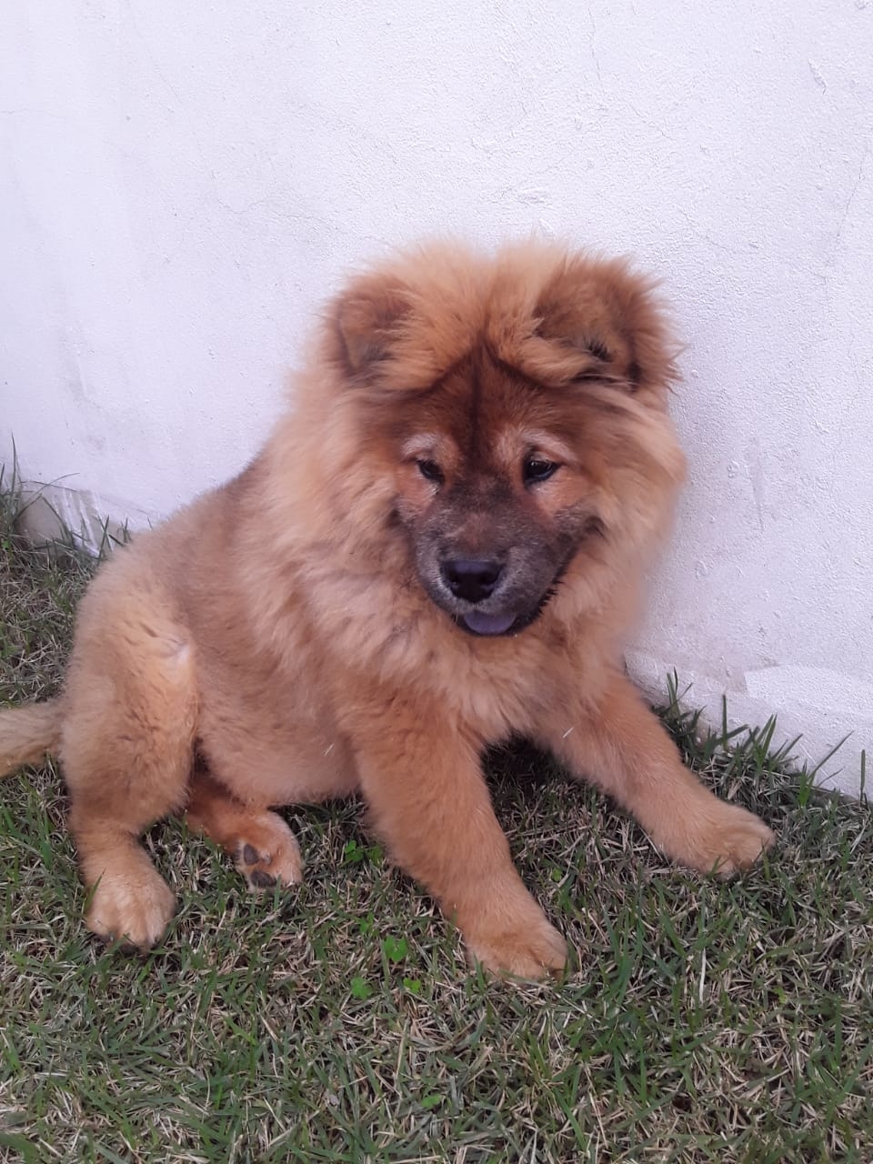 SIMBA Rodrigo Luciano 