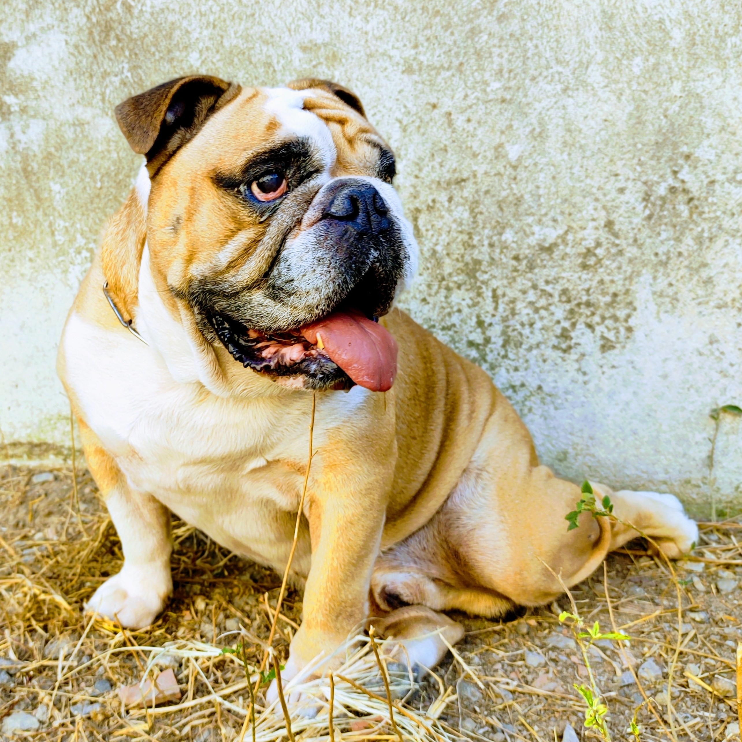 Valente Império Boutique Pet 