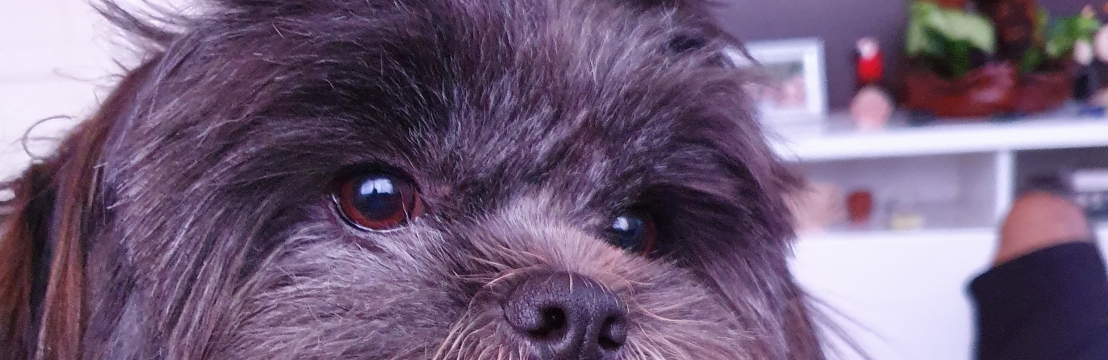 ApoloEskarlate e Rafael