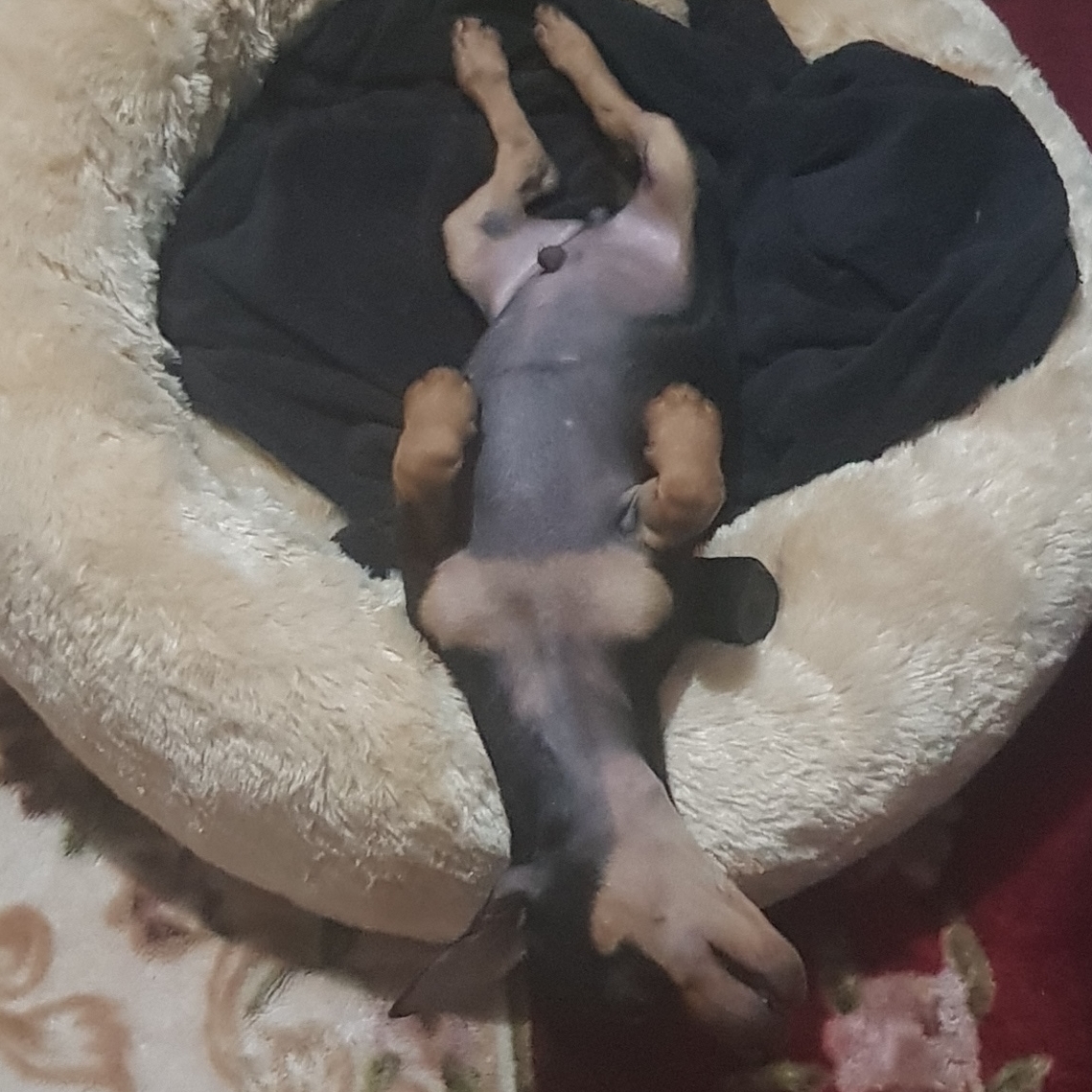 Apolo Mara