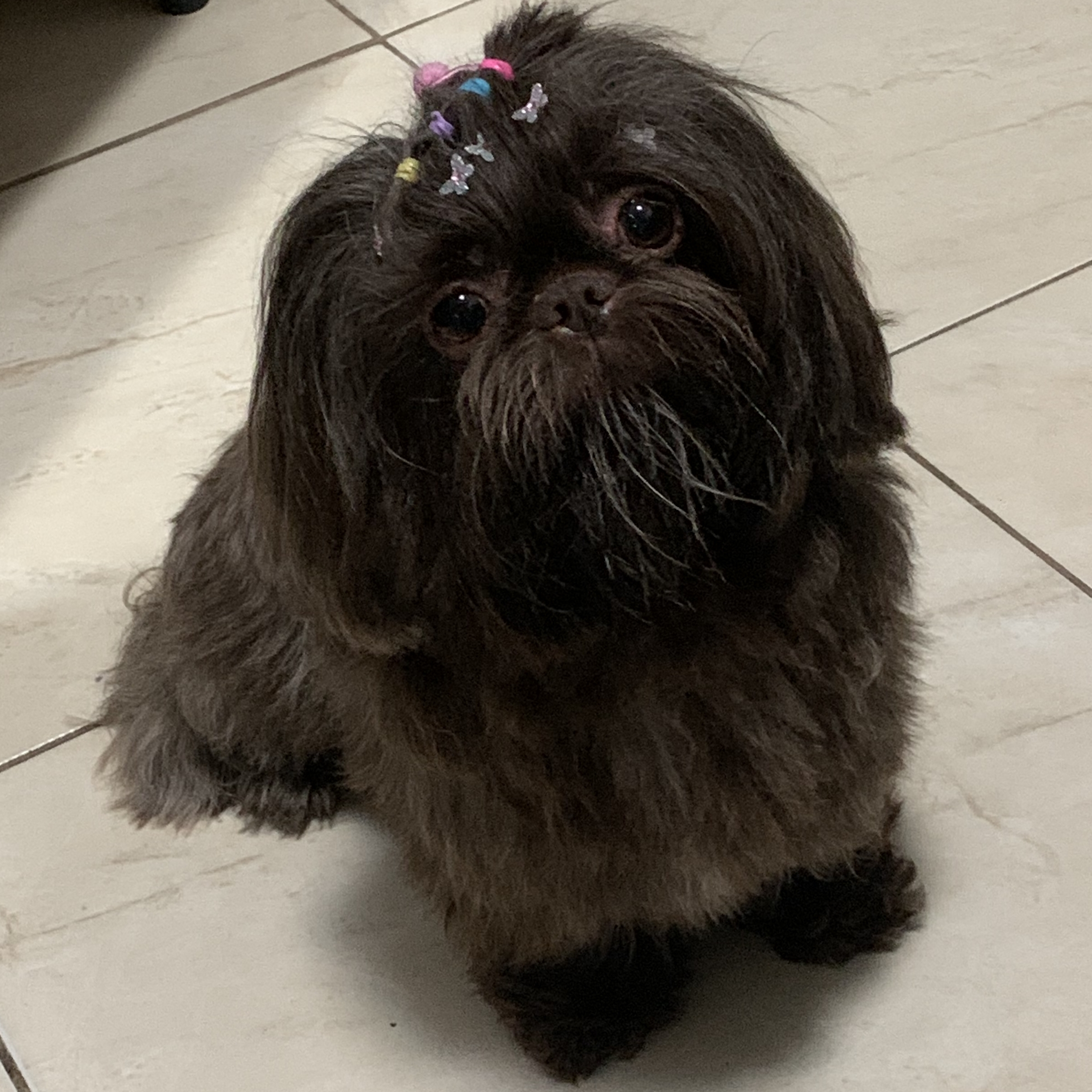 Amy  Larissa Pliger de Carvalho 