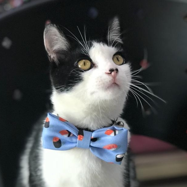 Frajola  Cl&iacute;nica Veterin&aacute;ria Amigo Bicho