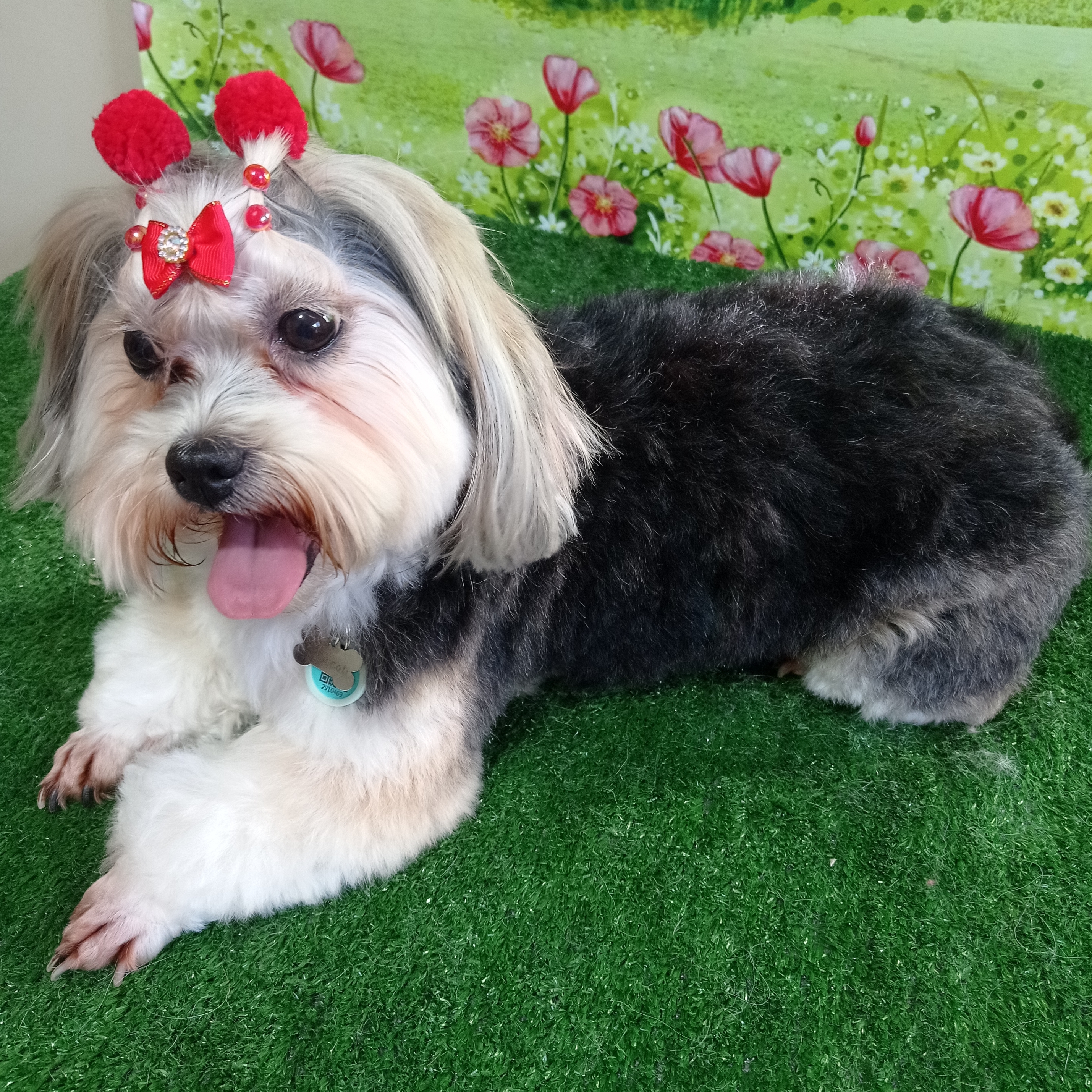 Cacau da cruz Lopes  Gabrieli da cruz klamovski 