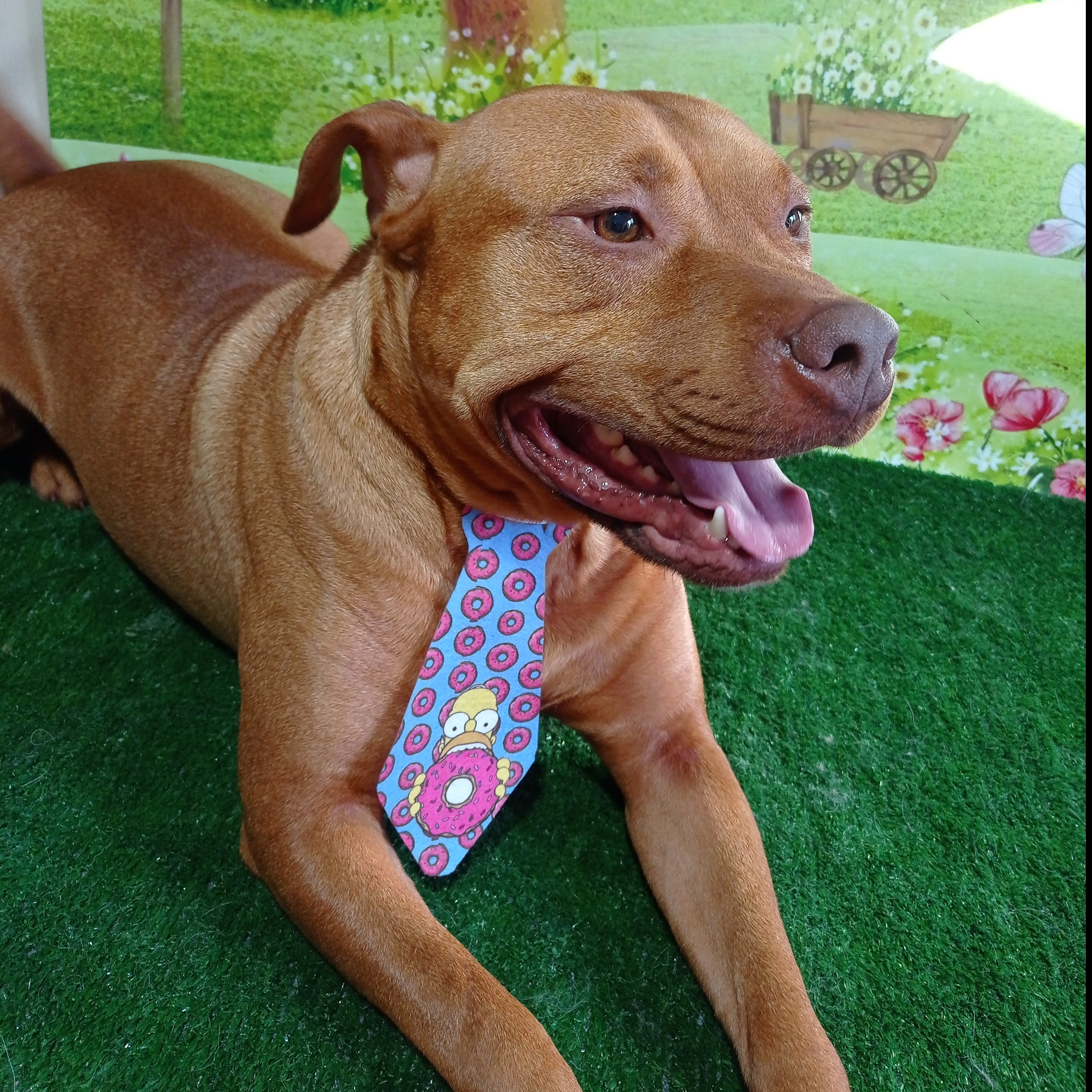 -Thor da cruz Lopes  Gabrieli da cruz klamovski 