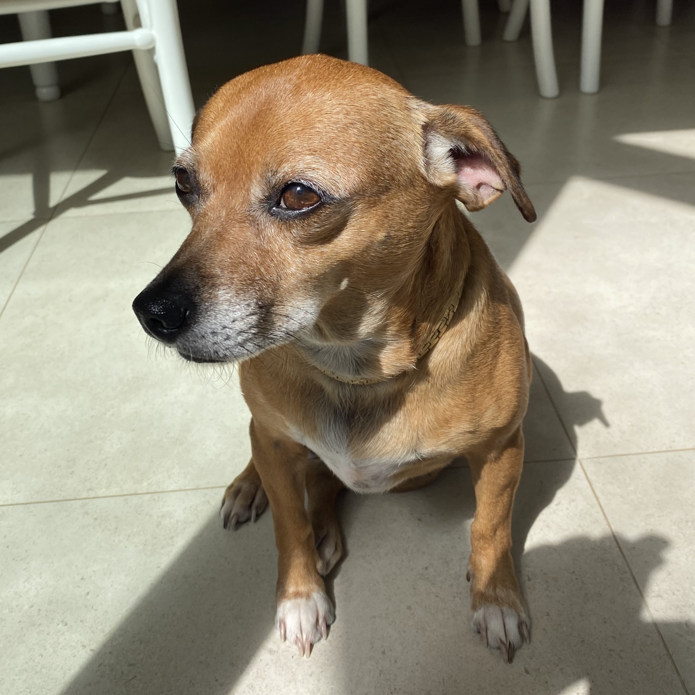 -Belinha  Luiz Antonio Tremea