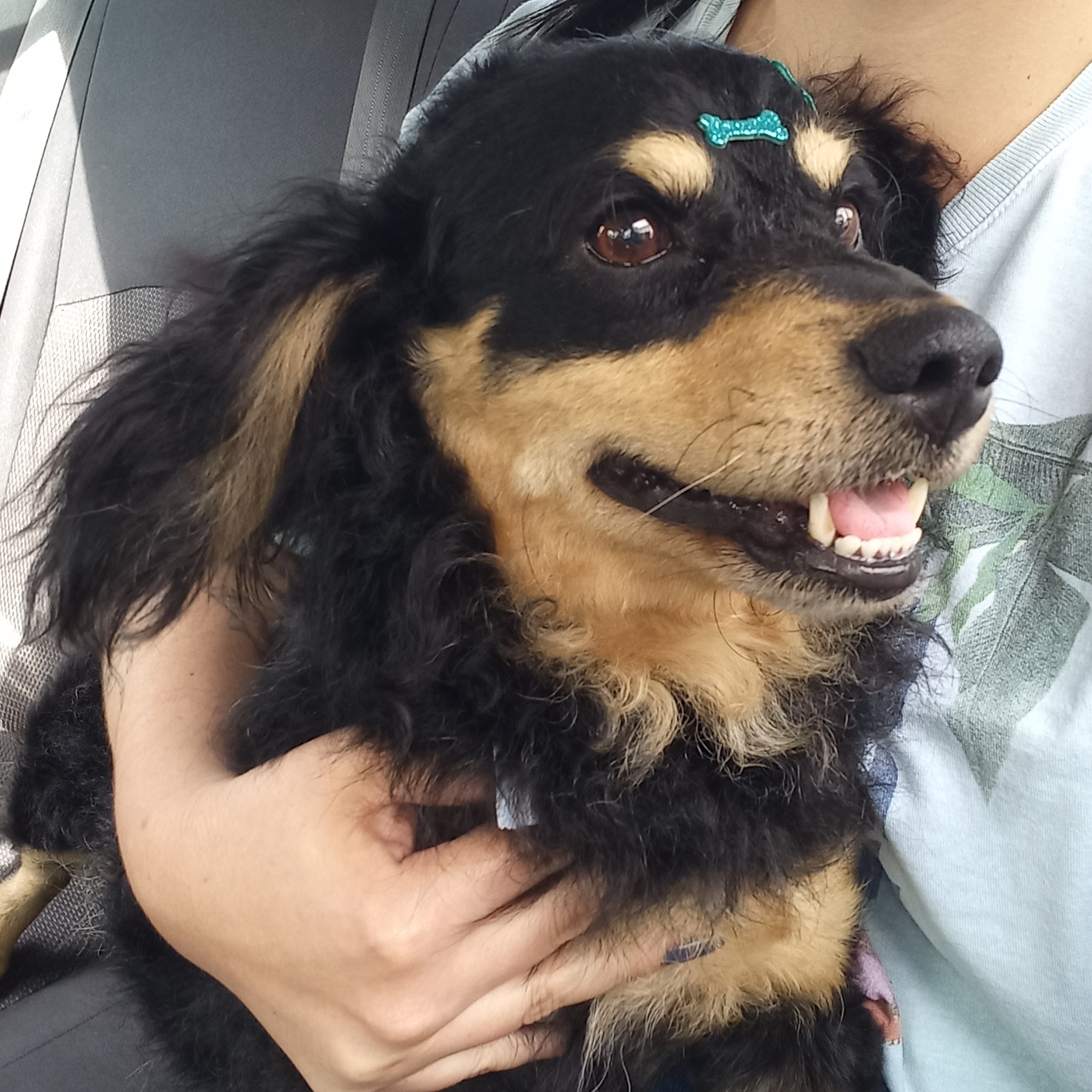 PUG - Cl&aacute;udia  Cl&aacute;udia Marina Cola&ccedil;o 