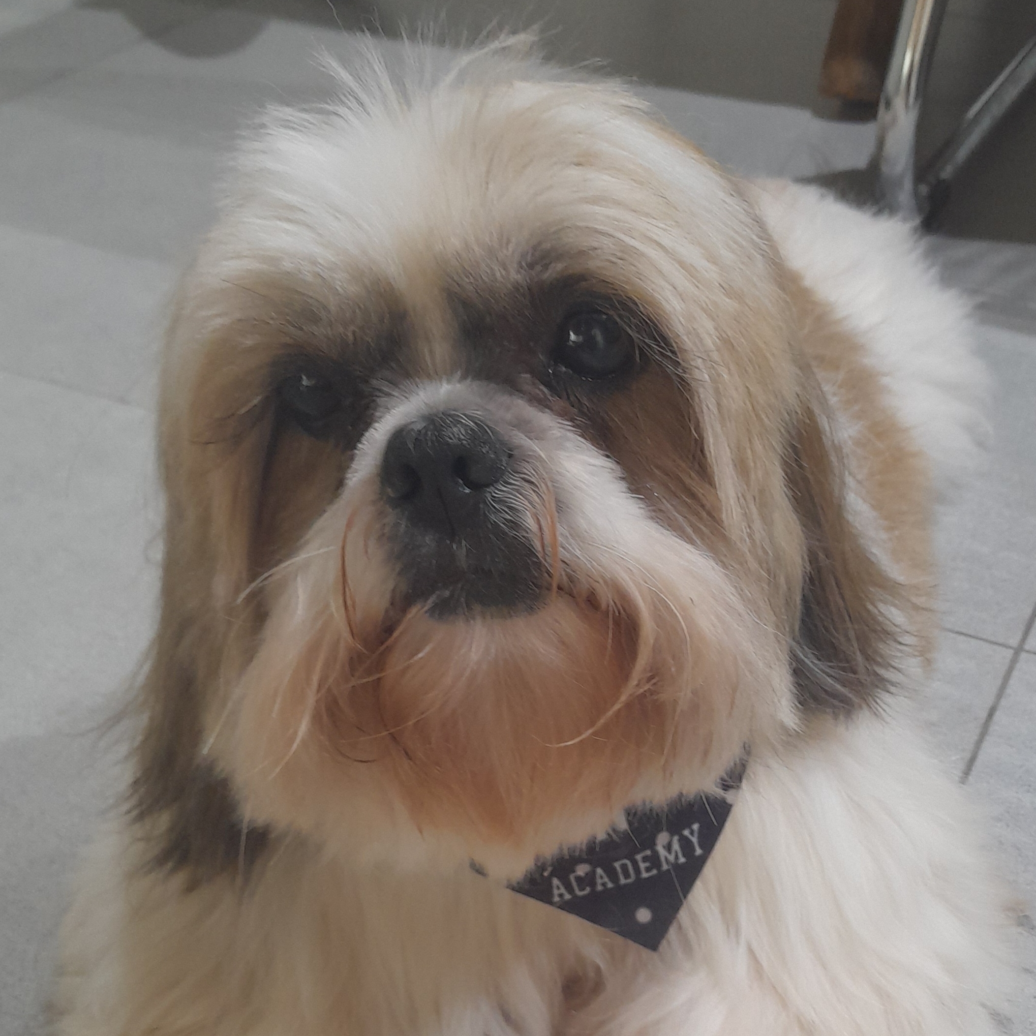 Snoopy Susana Maria de Souza 