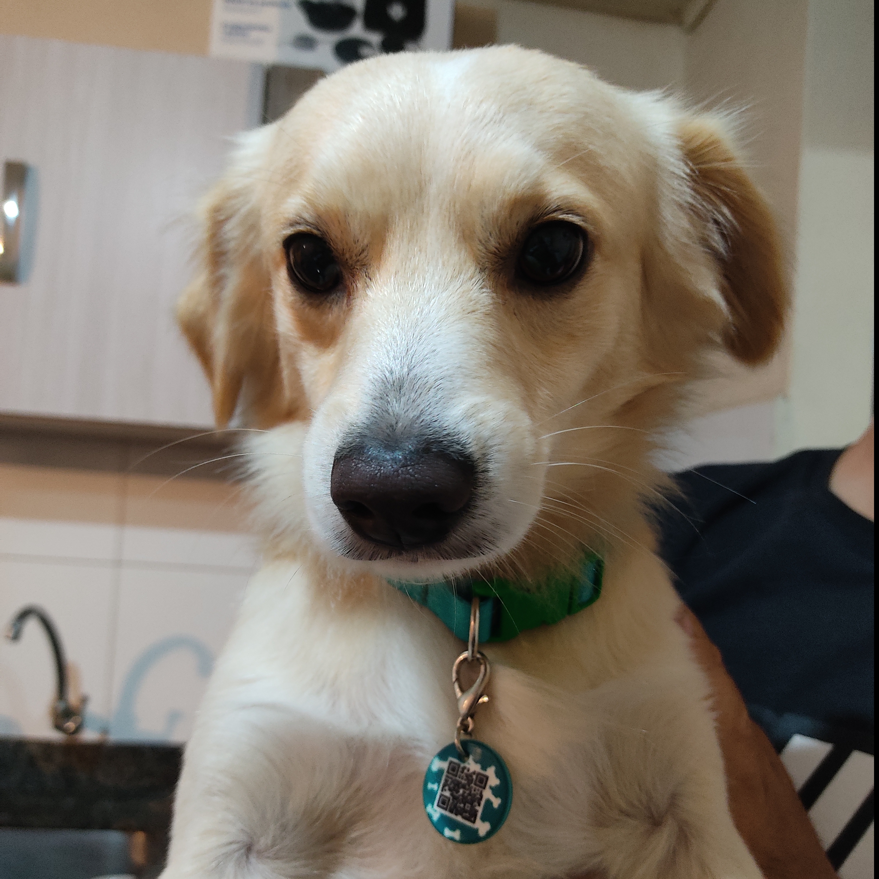 -Beethoven Fab&iacute;ola Barbosa Leitis