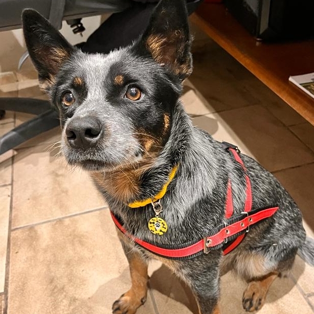 Luna  Rafael Pacheco 