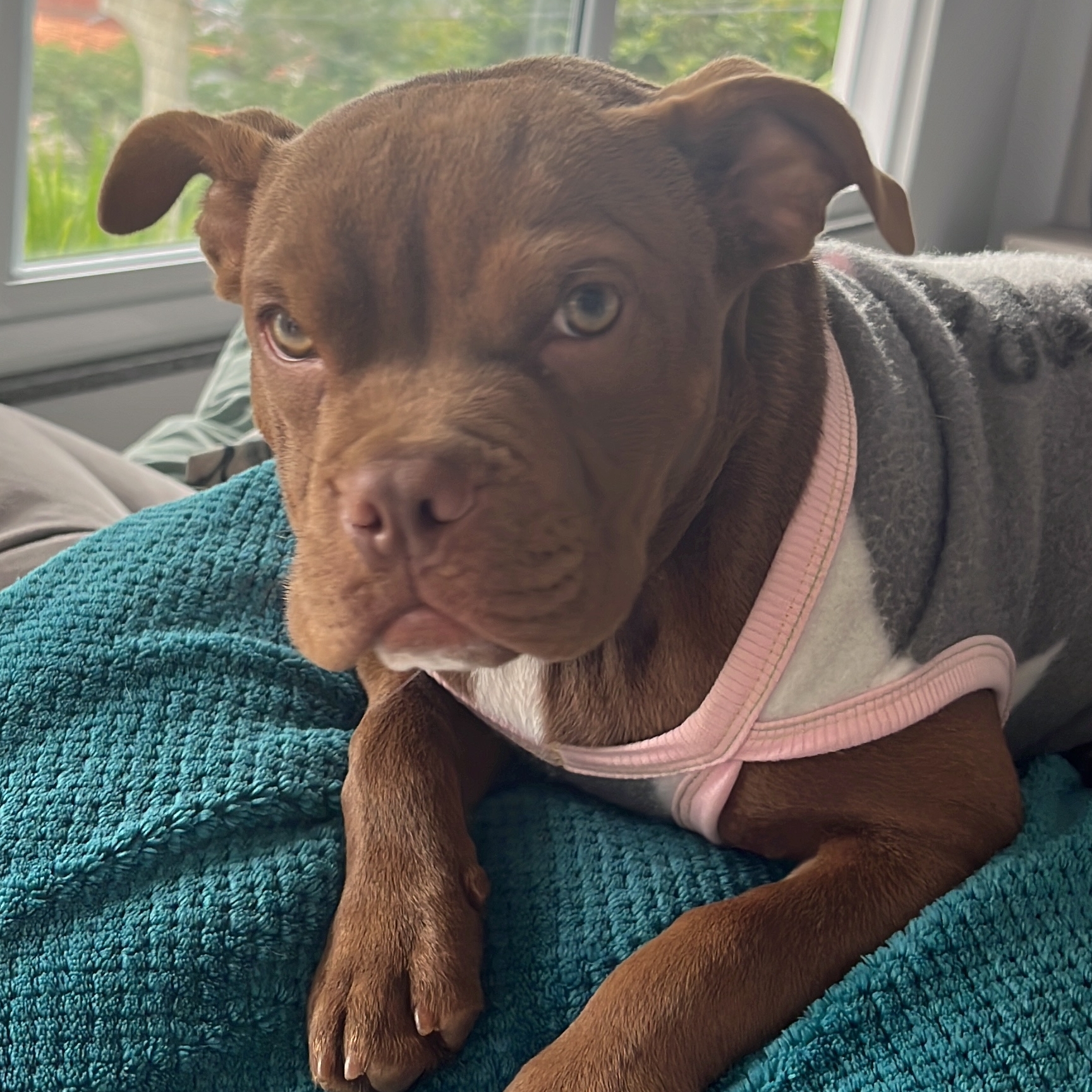 Fiona Luis Claudio Hobus