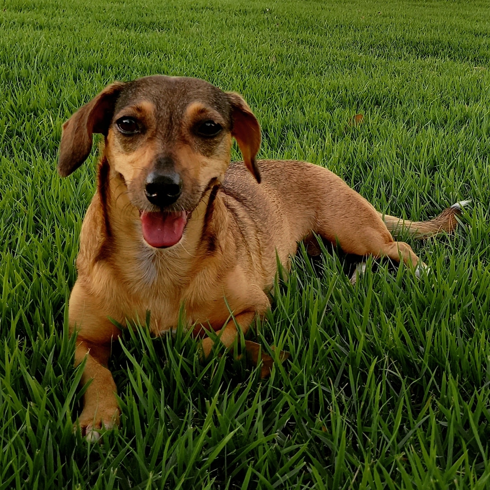 Cão  Evelyn Barbosa Araujo