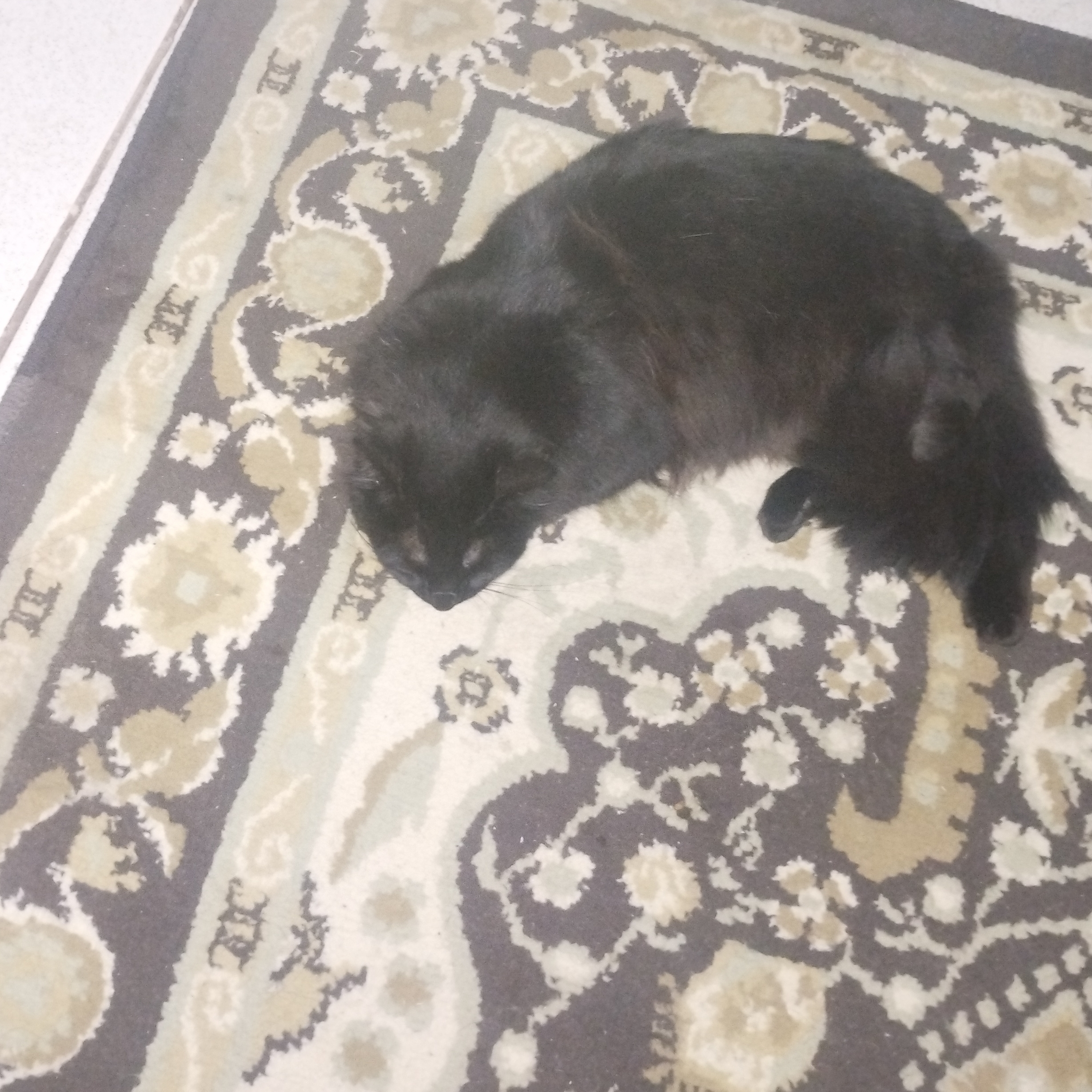 pretinha Patricia Oliveira 