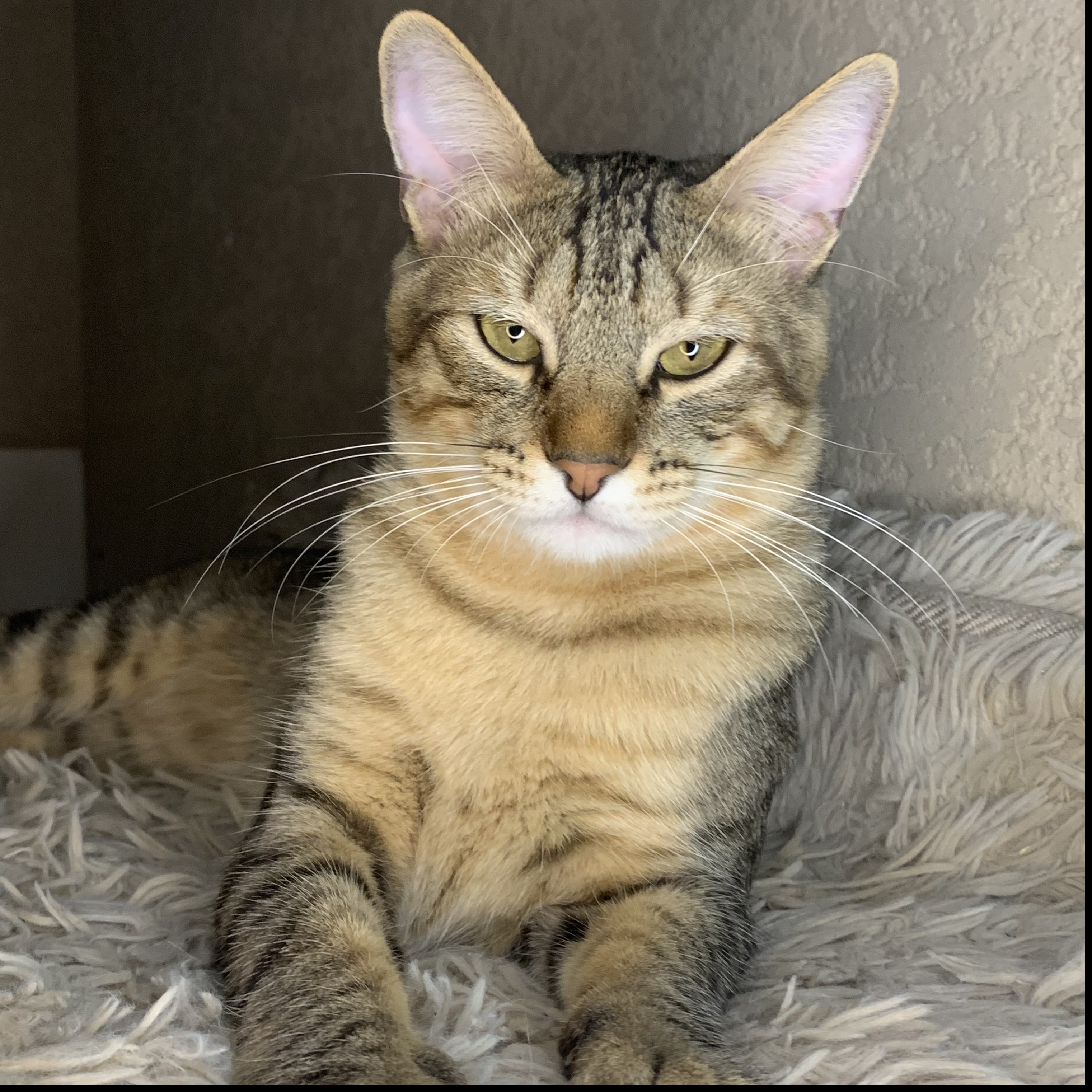 Amendoim  Thain&aacute; 