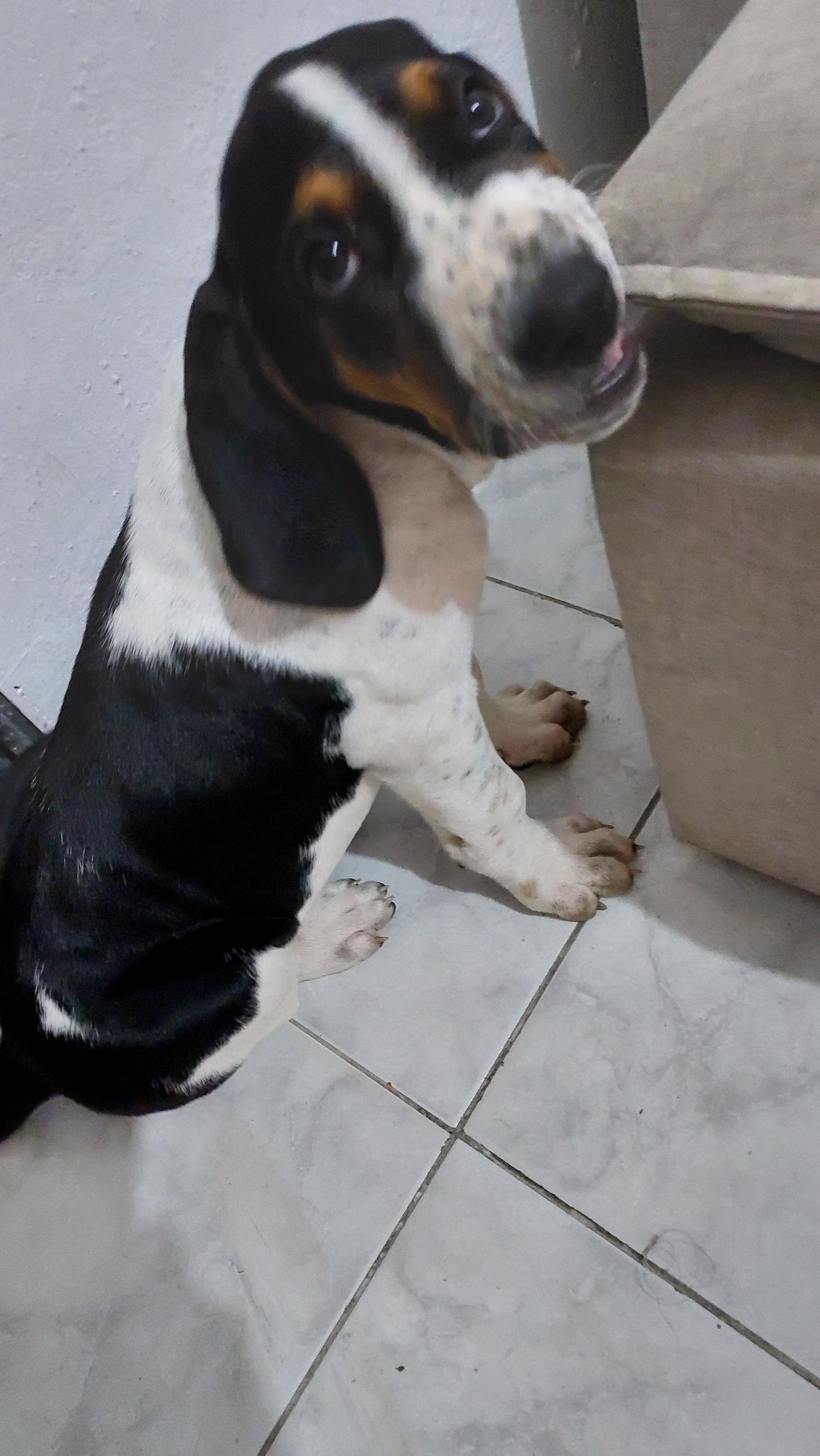 TUBAR&Atilde;O FOX HUNTER AMERICANO  Ana Paula Cavalcanti 