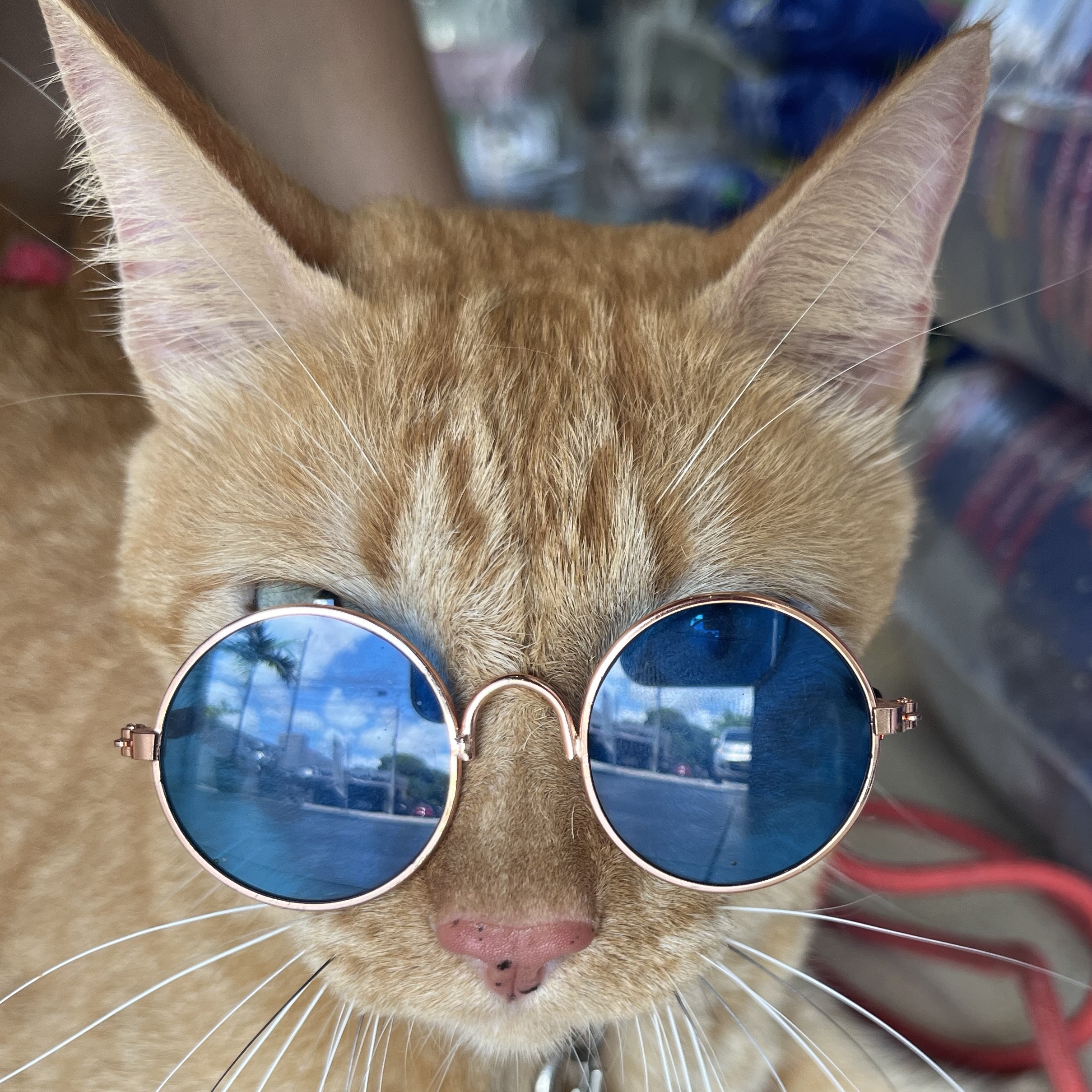 Simba  Isabela