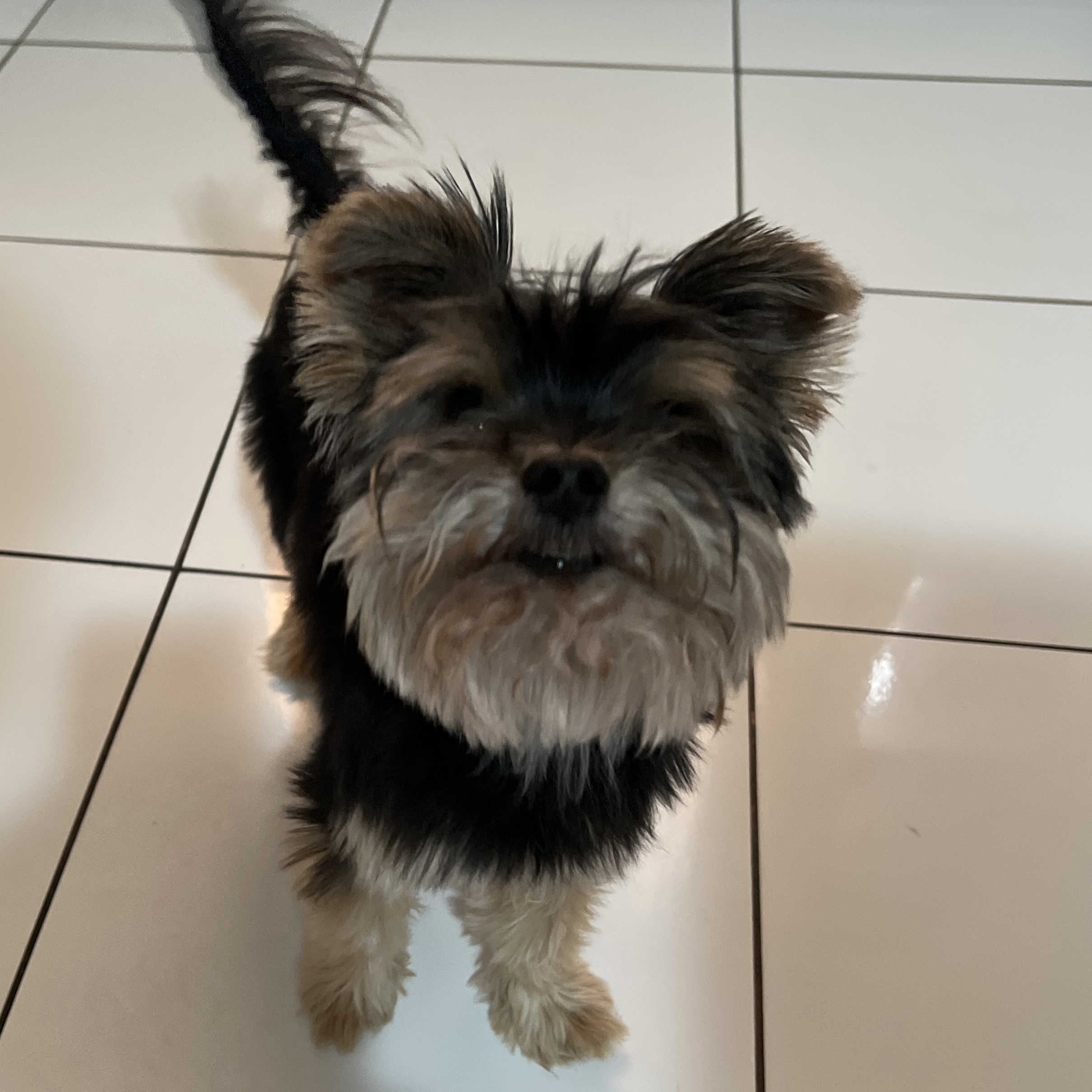 -Toddy Samanta Valério Torquetti