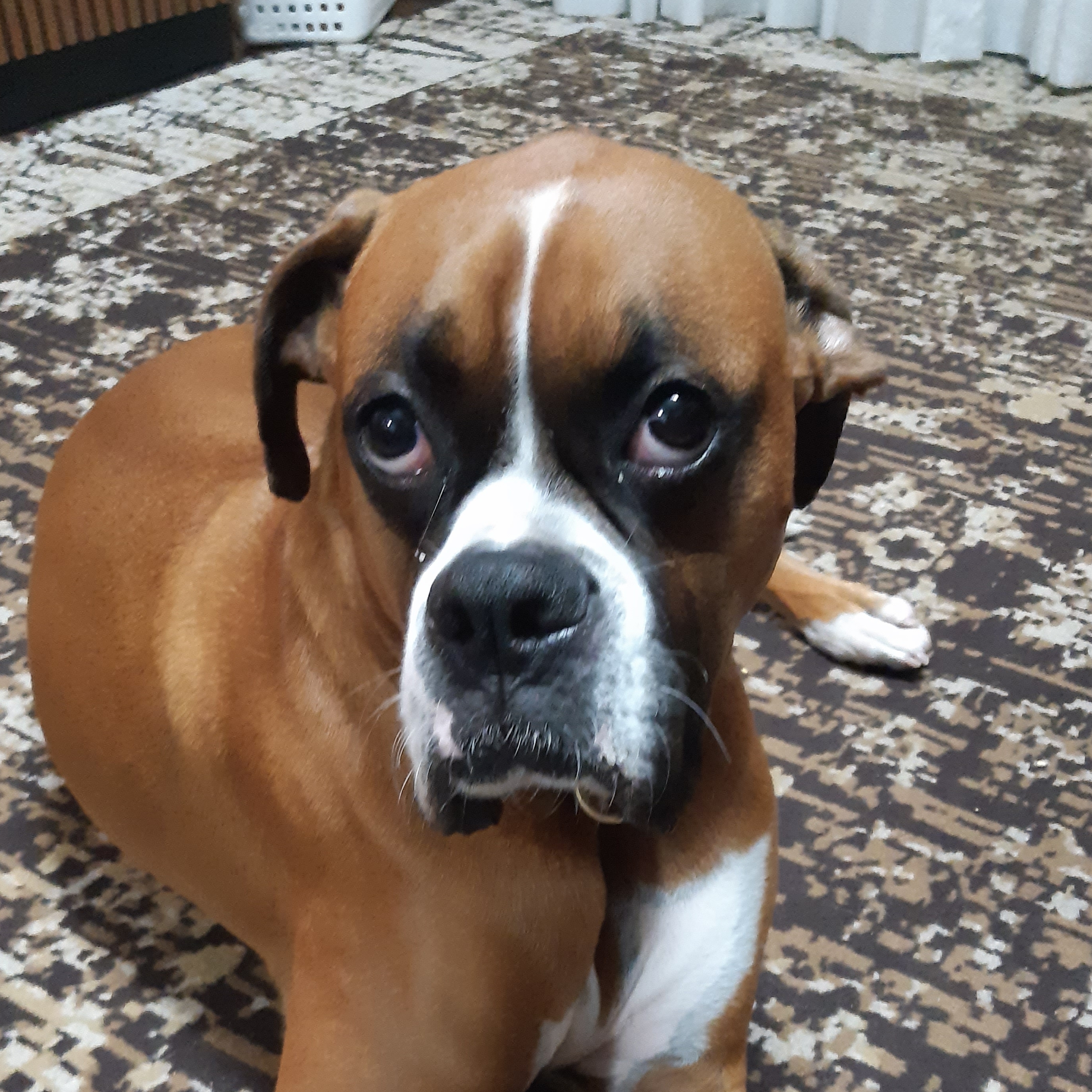 APOLLO shirley chatzoglou