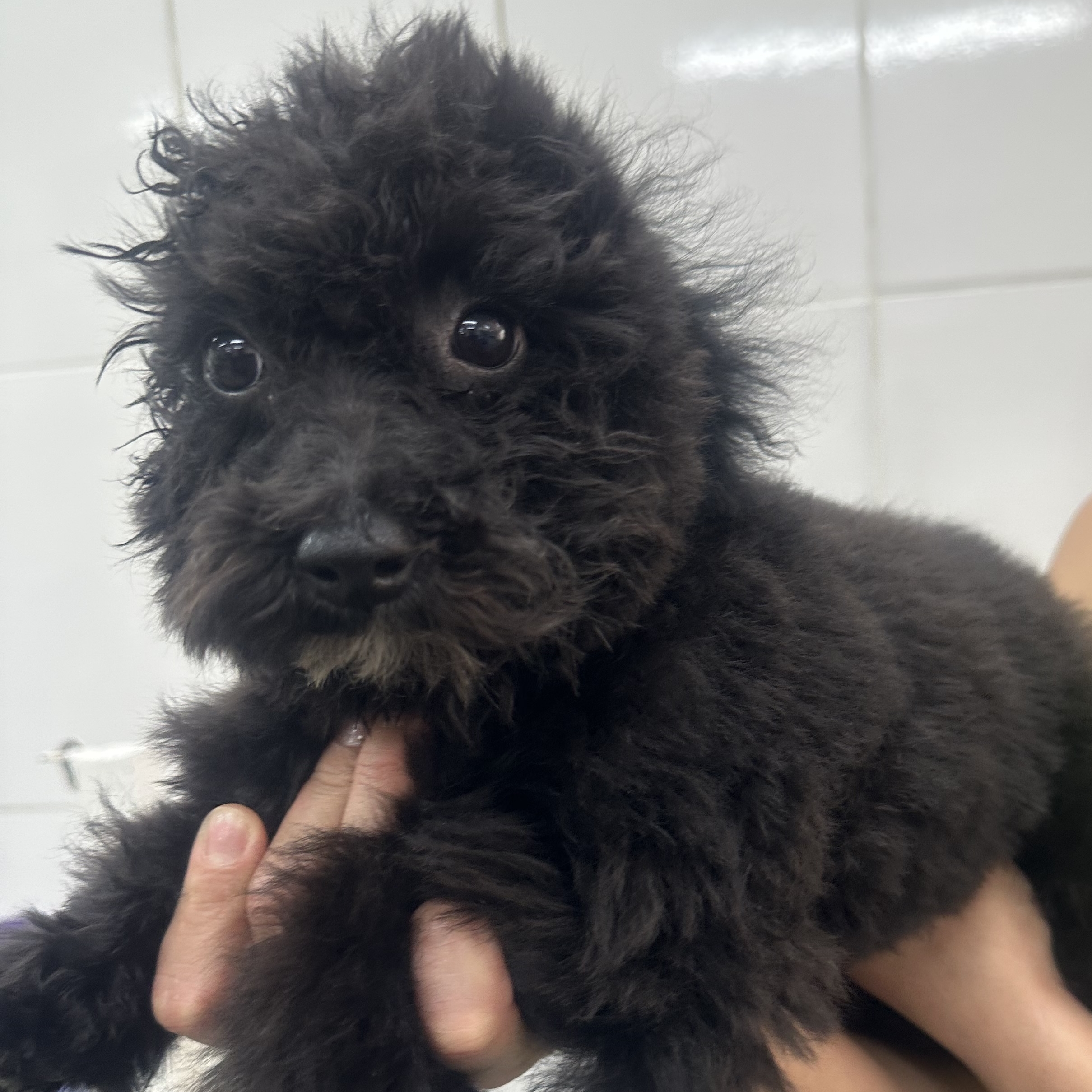 Chanel poodle Daniela  Daniela Vilela 