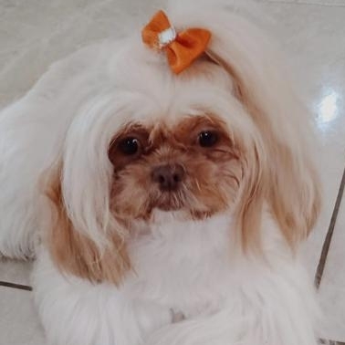 Penelope Shitzu Camila  Camila Assis 