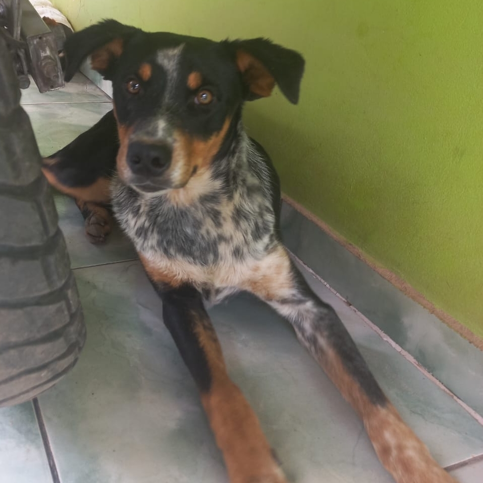 tinoco Talita e Lucas 