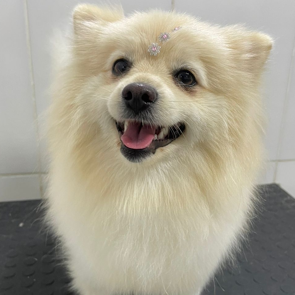 Amora Lulu  Daiane  Daiane