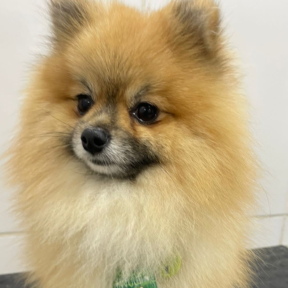 Luck Lulu Daiane  Daiane 