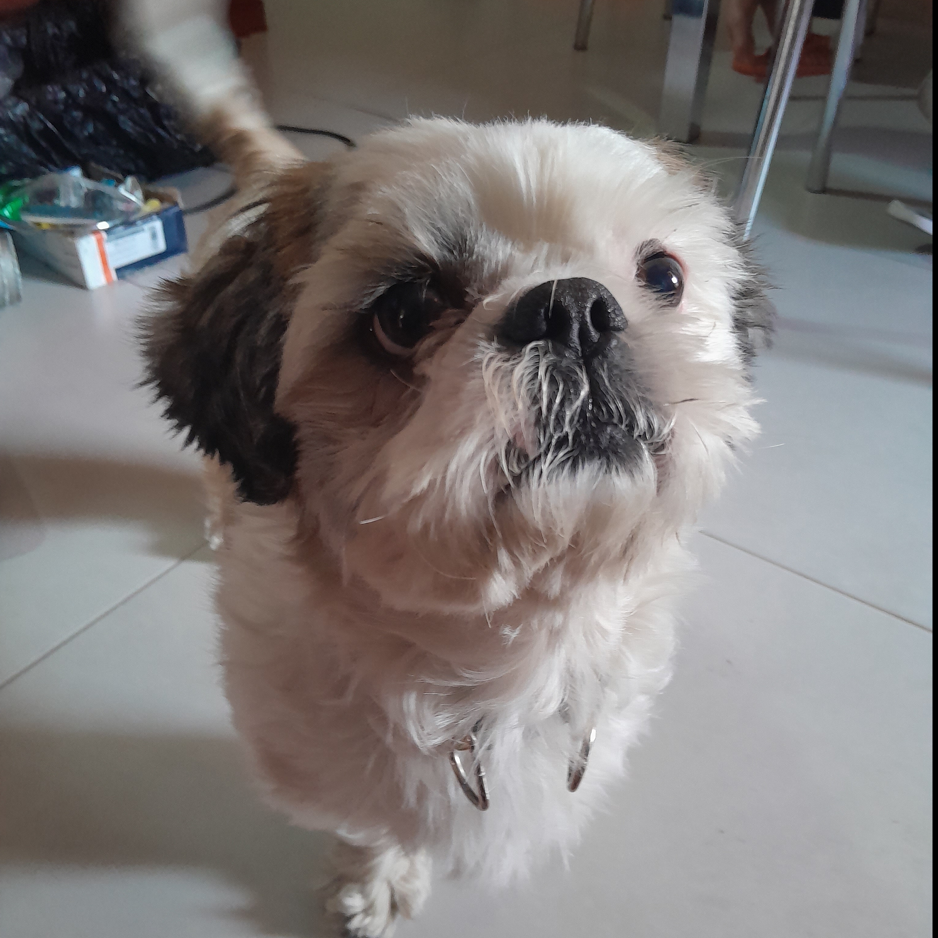 -Apollo Victor Elias Falciroli Silva