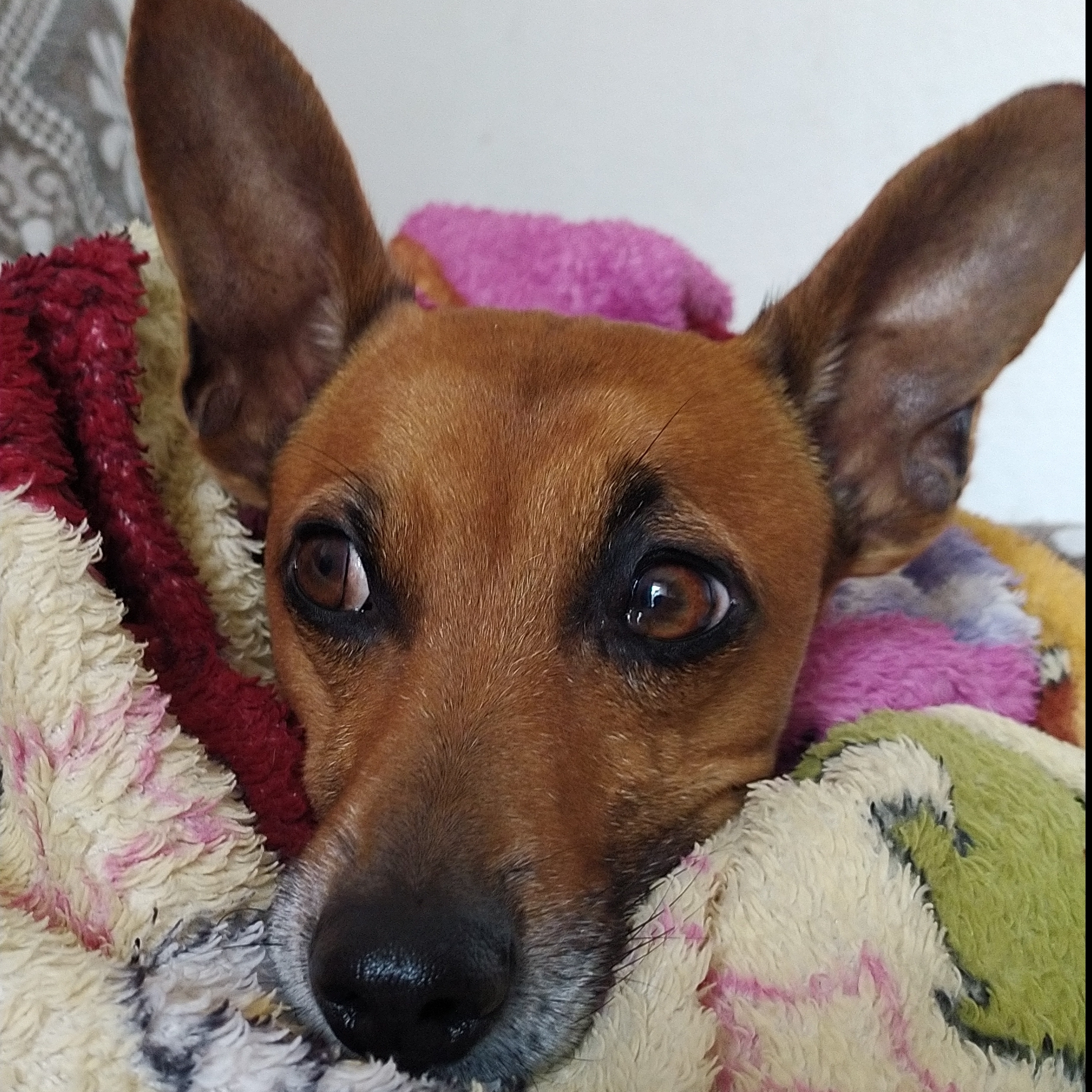 Jake Paula Peres Oliveira 