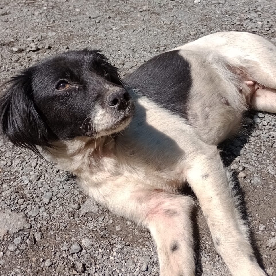 Baby Cão comunitario