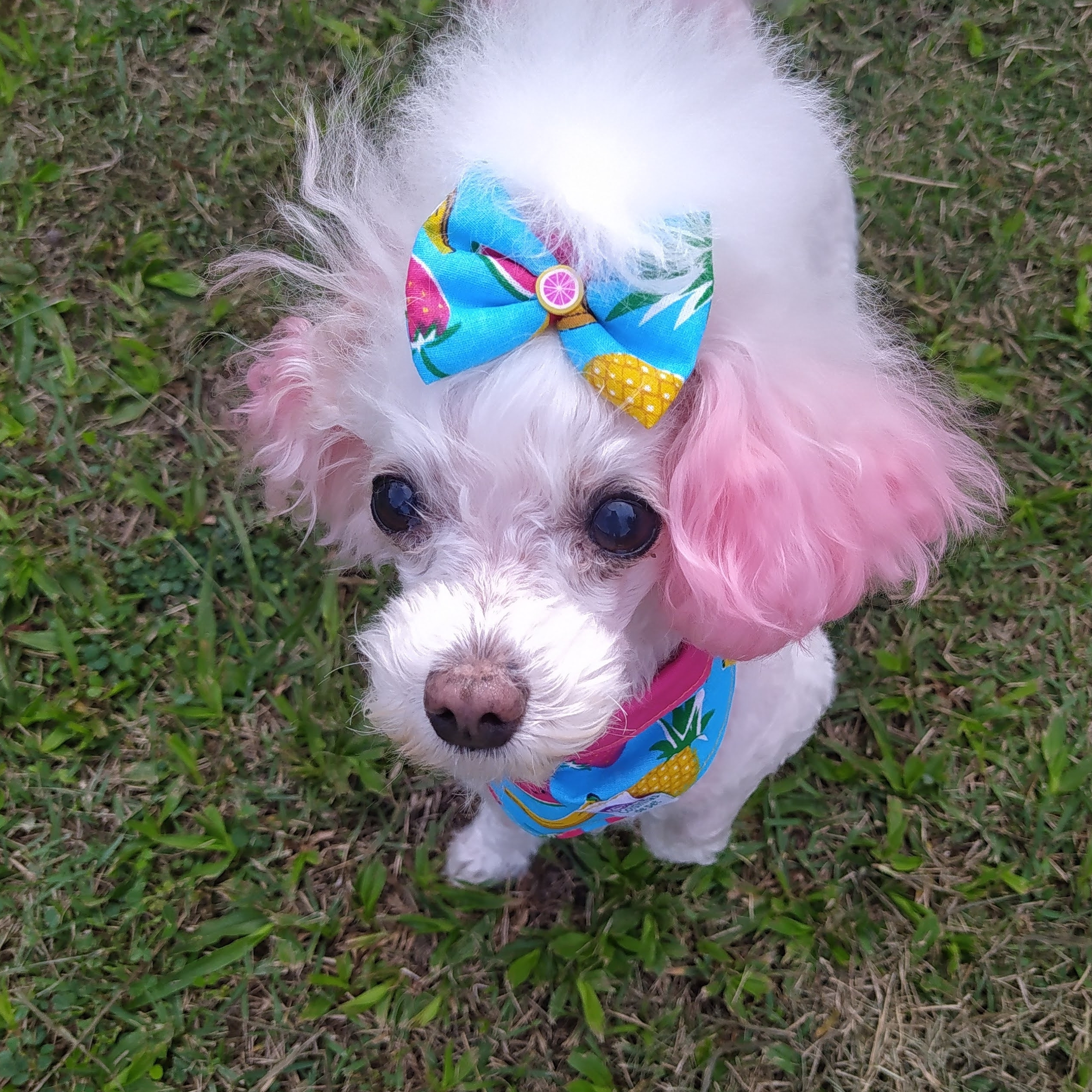 Cindy  Brenda Edieli da Silva Mello 