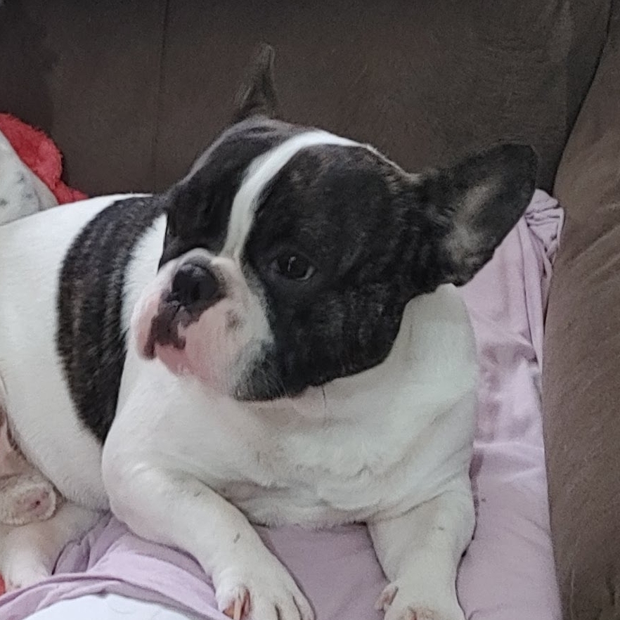 Dogo Mariana Paes Leme Teixeira