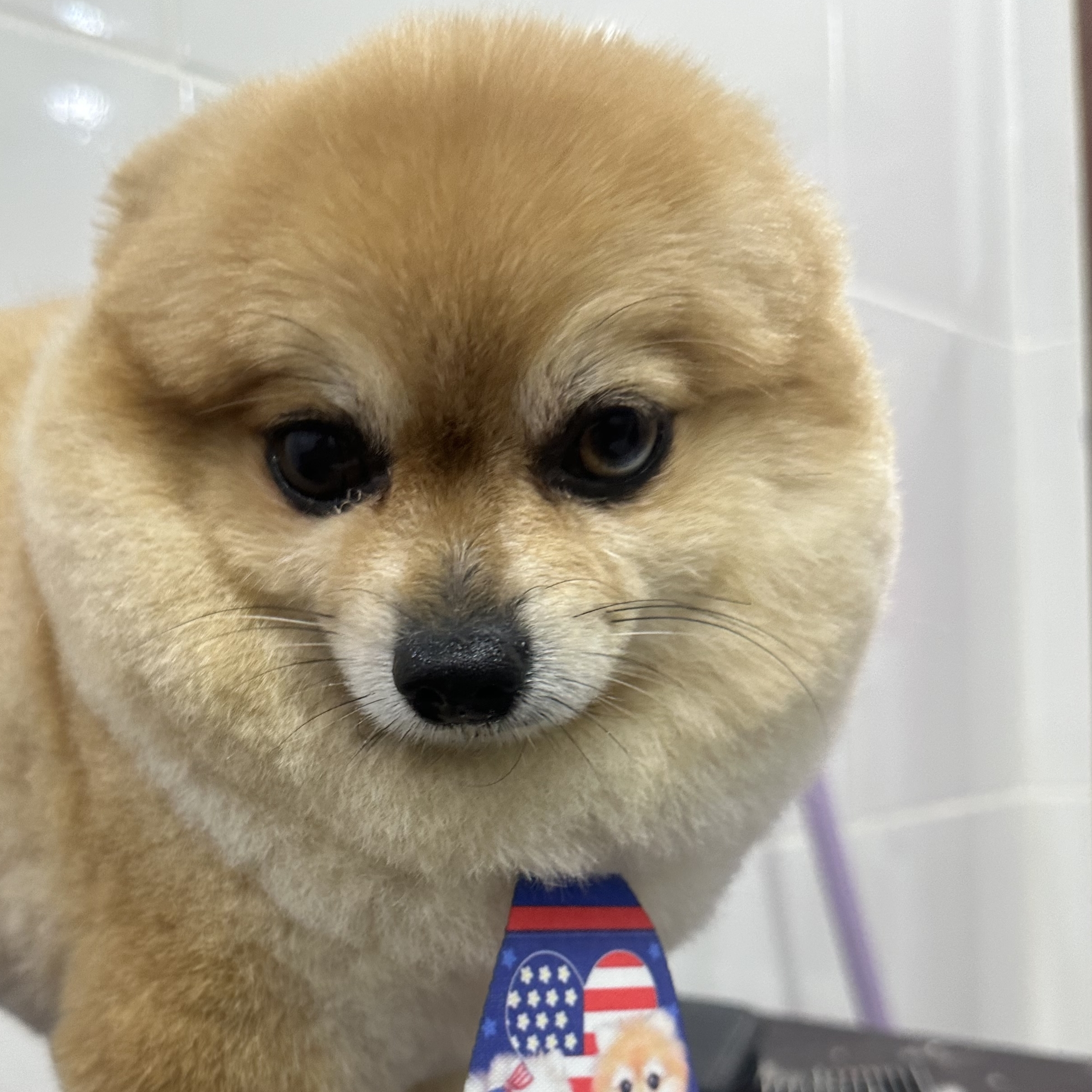 Marvin lulu Carvalho  Shara Carvalho 