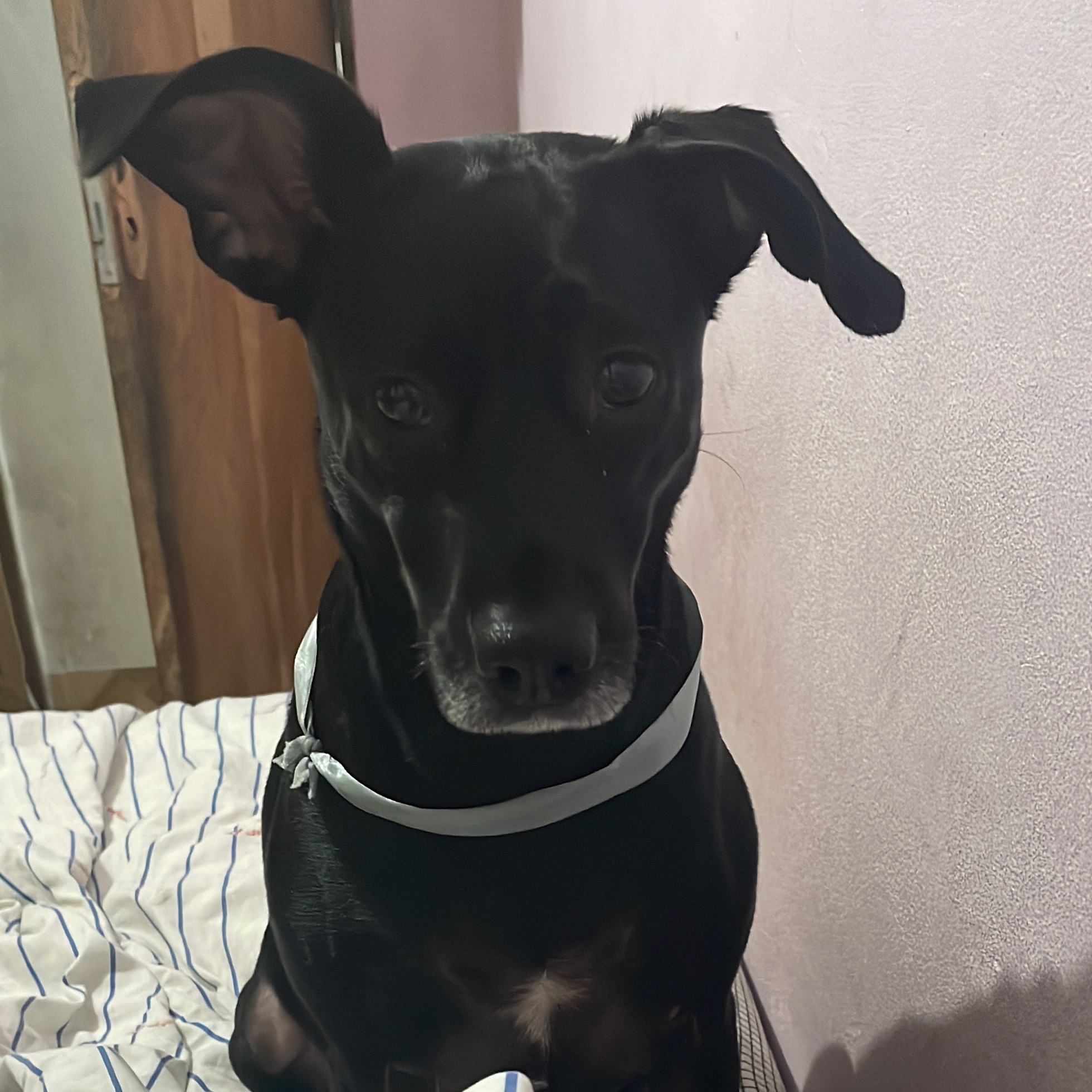 -Lola  Brenda Borges/ Willians Cardoso 