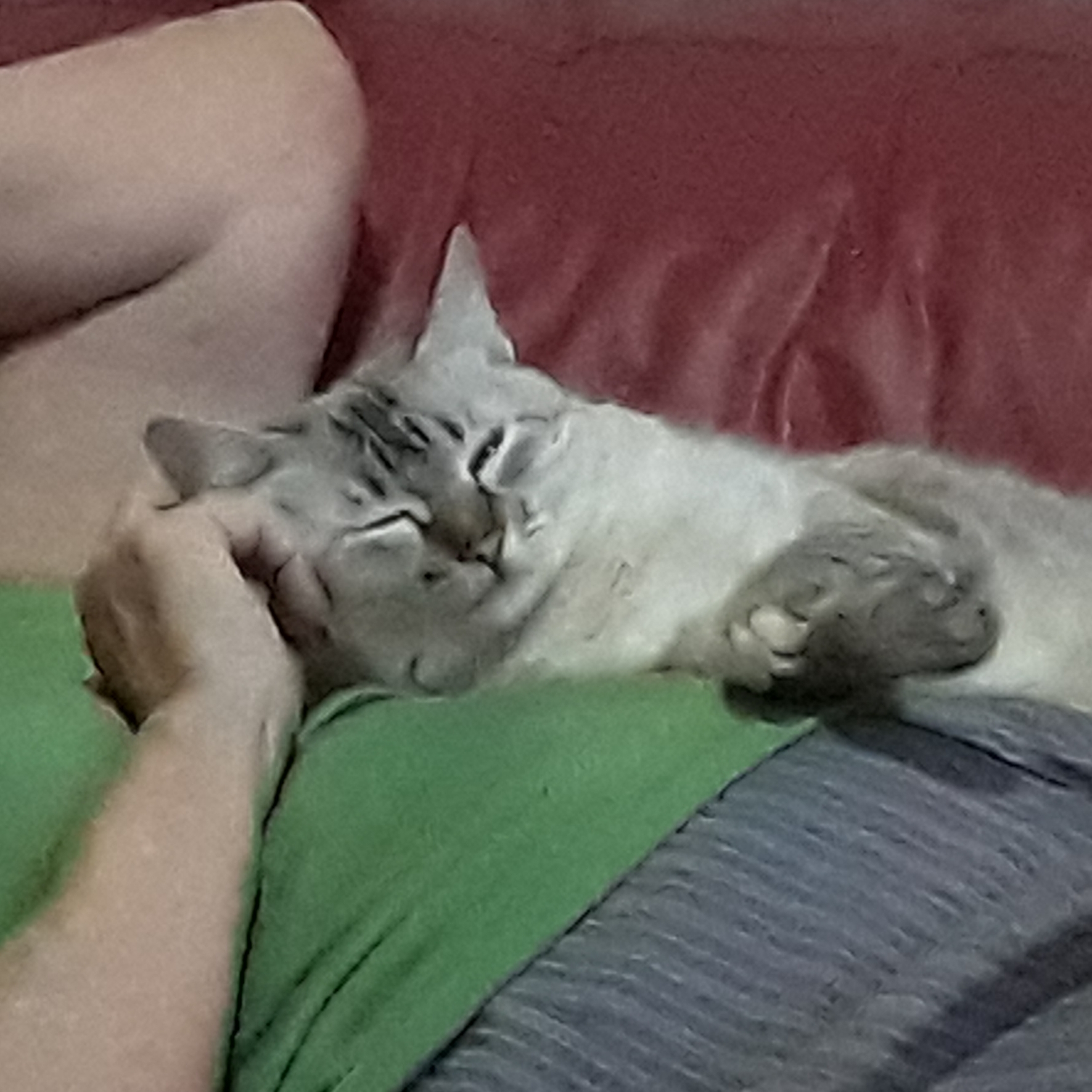 GIGI Terezinha Ferreira dos Santos