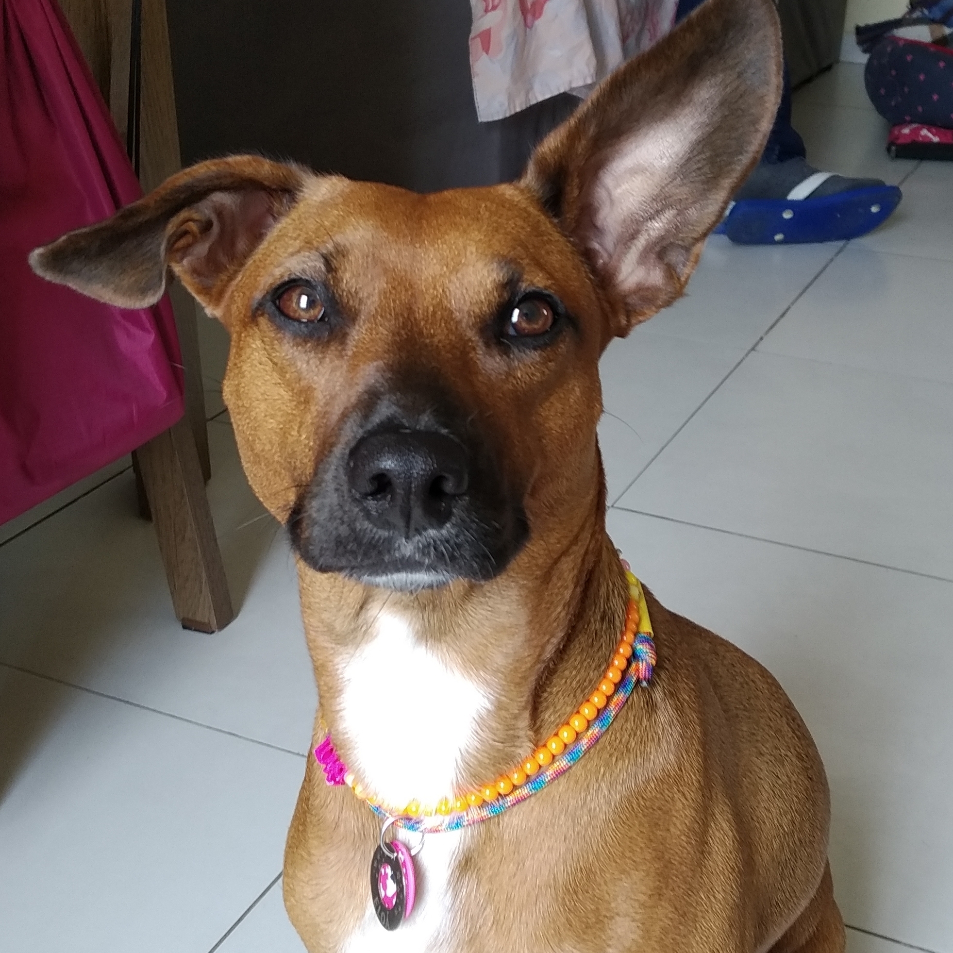 Eloá Diana Souza Curi
