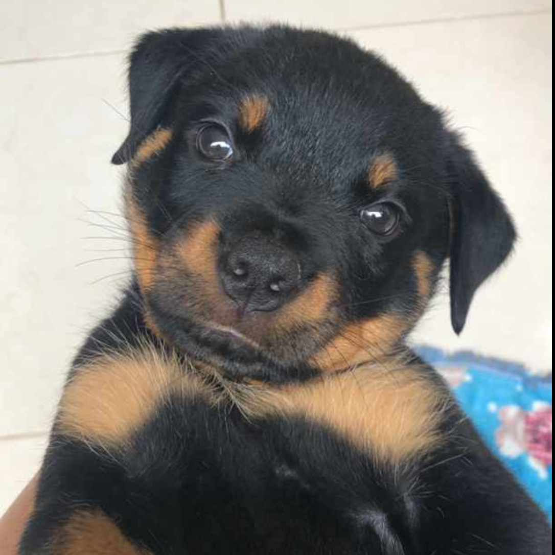 Kiarha  Reinaldo Antonio Ferreira 